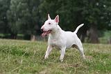 BULL TERRIER MINIATURE 094
